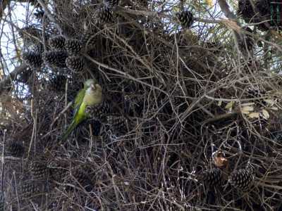 Ed � anche amata dagli animali. Alzando la testa vediamo ad esempio sbucare, tra i rami dei pini, un curioso parrocchetto monaco verde e giallo...
